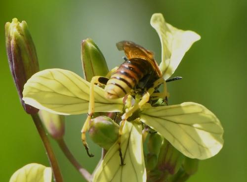 Réf. 227 377 : Elinora baetica dominiquei